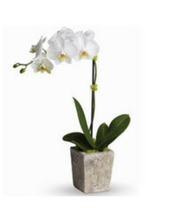 Orchid Plant Bendigo
