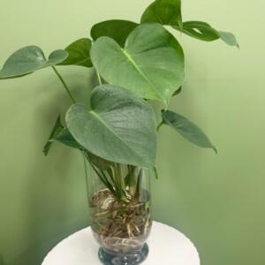 Water Plant Monsterio