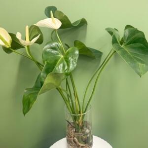 Water Plant White